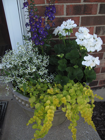 My front entry pot.  I haven't done combination plantings like this before...it was fun and I like the result!